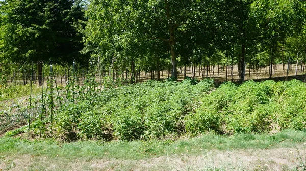 Ecological Garden Sierra Urbasa Navarra — Stock Photo, Image