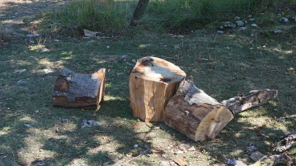 Tronco Faia Recém Cortado Parque Natural Urbasa Navarra — Fotografia de Stock