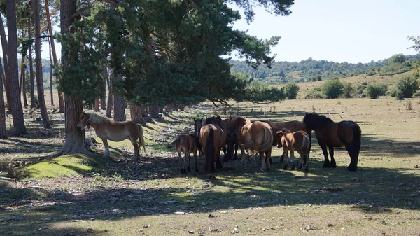 Красивые Лошади Мирно Едят Сьерра Урбаса Наварре — стоковое фото