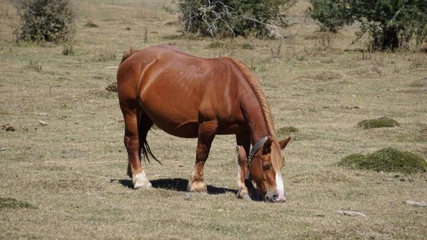 Beautiful Horses Eating Peacefully Sierra Urbasa Navarra — Stock Photo, Image