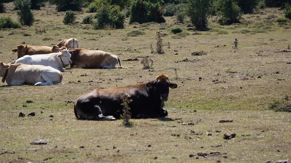 Krávy Ležící Tiše Sierra Urbasa Navarra — Stock fotografie