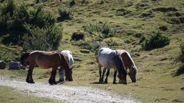 Belos Cavalos Comendo Pacificamente Sierra Urbasa Navarra — Fotografia de Stock