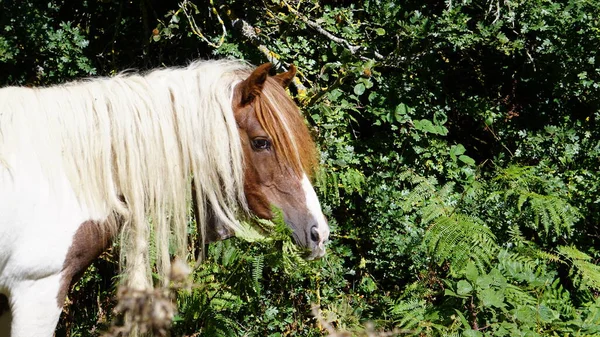 Schöne Pferde Beim Friedlichen Essen Der Sierra Urbasa Navarra — Stockfoto