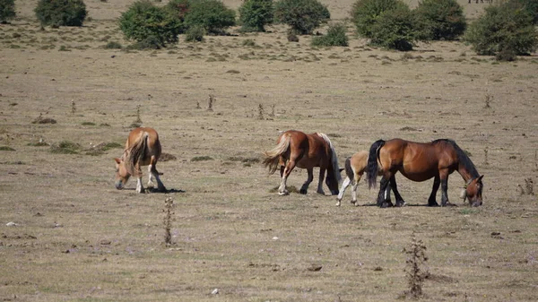 Pferde Urbasa Gebirge Navarra — Stockfoto