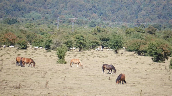 나바라의 산맥에 — 스톡 사진