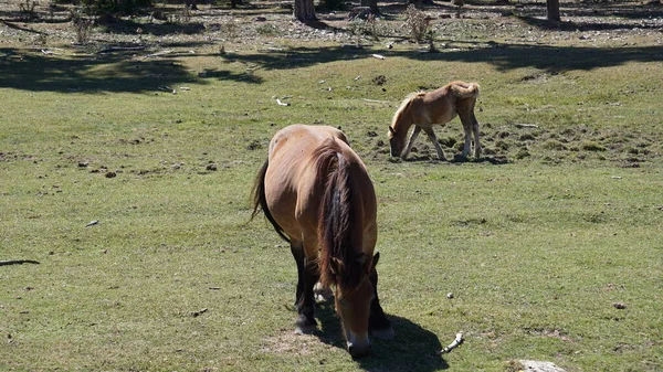 Pferde Urbasa Gebirge Navarra — Stockfoto