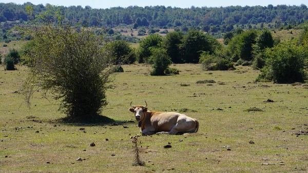 Navarra Daki Sierra Urbasa Inekler — Stok fotoğraf