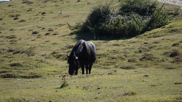 纳瓦拉乌尔巴萨山脉的马 — 图库照片