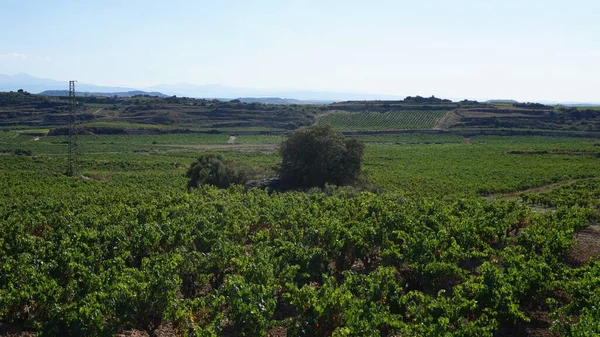 Rioja Spanya Üzüm Asmaları Manzarası — Stok fotoğraf