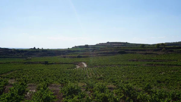 Paisagem Videiras Rioja Espanha — Fotografia de Stock