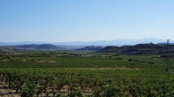 Пейзаж Виноградных Лоз Риоха Испания — стоковое фото