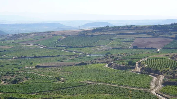 Rioja Spanya Üzüm Asmaları Manzarası — Stok fotoğraf