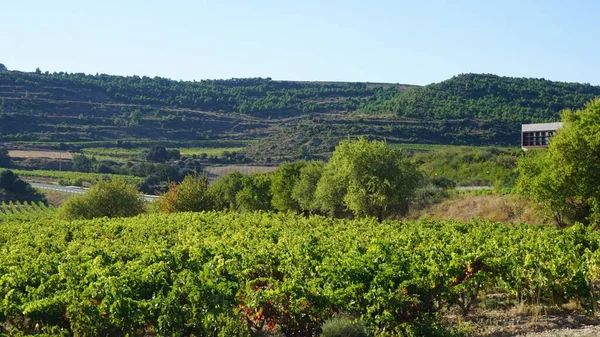 Tájkép Szőlő Szőlő Rioja Spanyolország — Stock Fotó