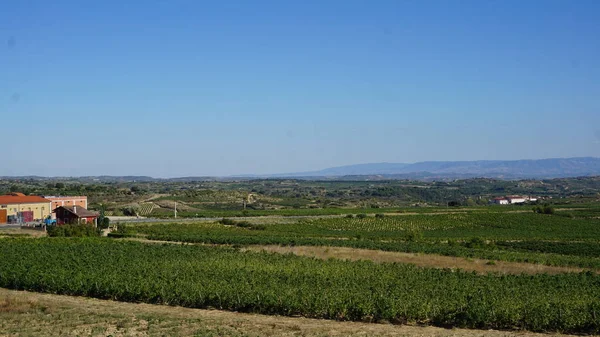 Tájkép Szőlő Szőlő Rioja Spanyolország — Stock Fotó