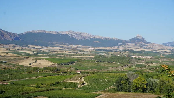 Rioja Spanya Üzüm Asmaları Manzarası — Stok fotoğraf