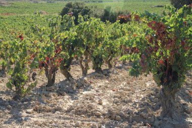 Olgun üzümlü üzüm bağları ve Vintage 'a birkaç gün kaldı.