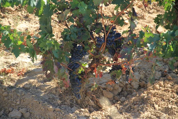 Olgun üzümlü üzüm bağları ve Vintage 'a birkaç gün kaldı.