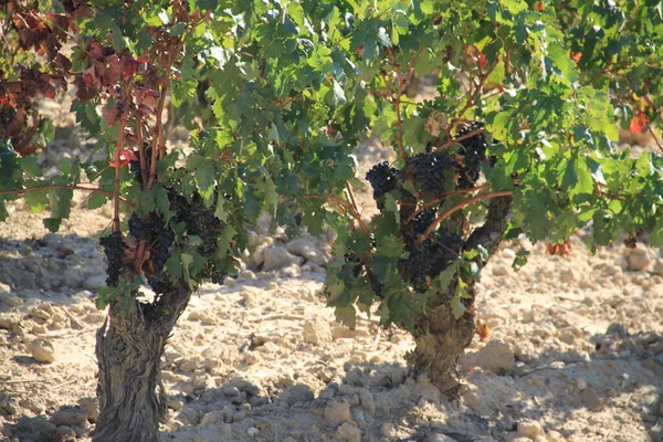 Olgun üzümlü üzüm bağları ve Vintage 'a birkaç gün kaldı.