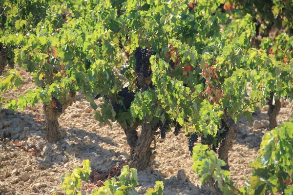 Olgun üzümlü üzüm bağları ve Vintage 'a birkaç gün kaldı.