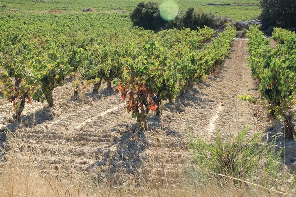 ヴィンテージに数日で熟したブドウとブドウ畑 — ストック写真