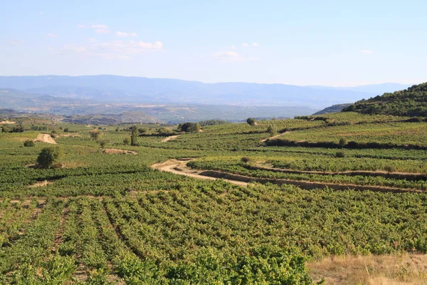 Yazın Üzüm Bağlarının Panoramik Manzarası Eylül Ayında Hasat Için Üzümlerin — Stok fotoğraf