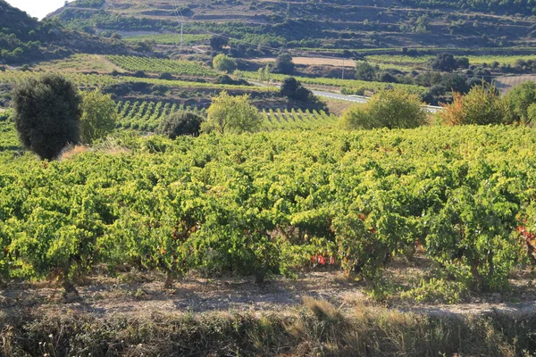 夏のブドウ畑のパノラマビュー 9月の収穫のためのブドウの準備とラ リオハ スペインの豊かなワインの精緻化 — ストック写真