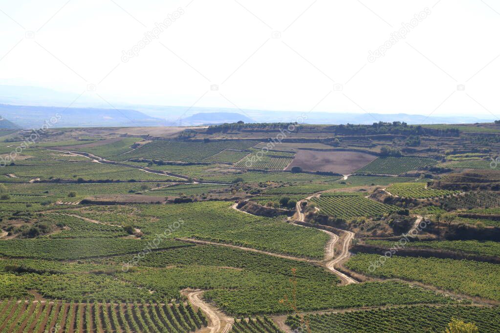 panoramic view of the vineyards in summer, preparation of the grapes for the harvest in September and elaboration of the rich wines of La Rioja Spain