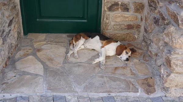 Hond Liggend Deuropening Van Een Dorpshuis — Stockfoto