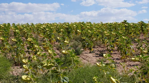 Сельскохозяйственный Ландшафт Подсолнечного Поля Бургосе Кастилья Леон Испания — стоковое фото