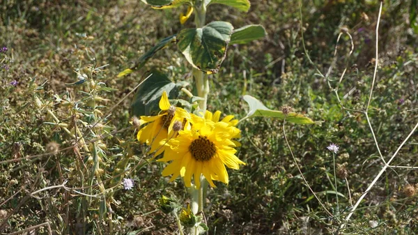 Соняшникове Природне Тло Соняшникове Цвітіння Соняшникове Олія Покращує Здоров Шкіри — стокове фото
