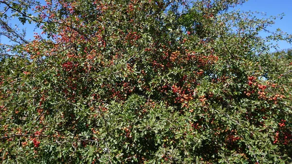 Landscape Bush Red Berries — Stock Photo, Image