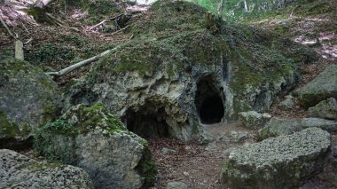 Navarra dağlarındaki bir ormanın yaz manzarası