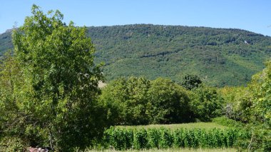Arkasında dağlar ve ormanlar olan ekolojik fasulye bahçesi.
