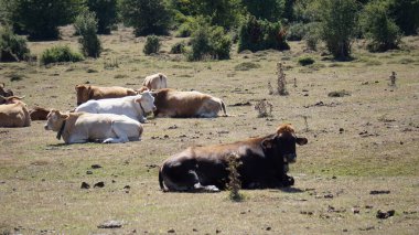 Navarra 'da Sierra de Urbasa' da bir çayırda yatan inekler.