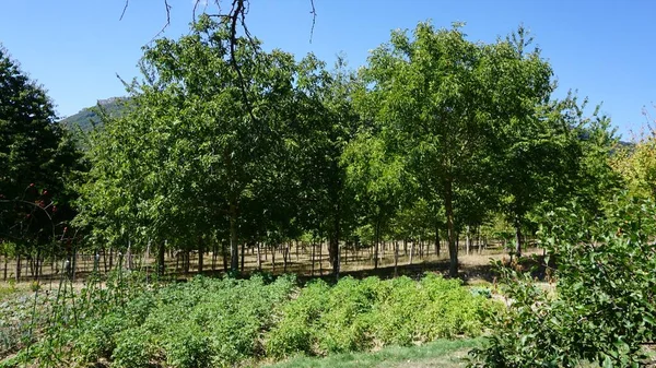 Jardín Ecológico Patatas Junto Árboles Frutales —  Fotos de Stock