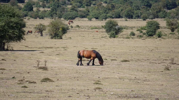 Cavalos Pastando Cordilheira Urbasa Navarra Espanha — Fotografia de Stock