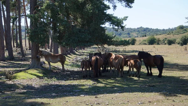 Cavalos Sombra Das Árvores Sierra Urbasa Navarra Espanha — Fotografia de Stock