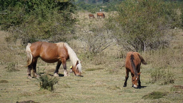 Hästar Som Betar Bergskedjan Urbasa Navarra Spanien — Stockfoto