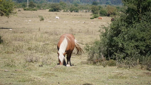 Belo Cavalo Loiro Uma Montanha Navarra Espanha — Fotografia de Stock
