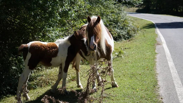 Braunes Und Weißes Pferd Mit Ihrem Kalb — Stockfoto