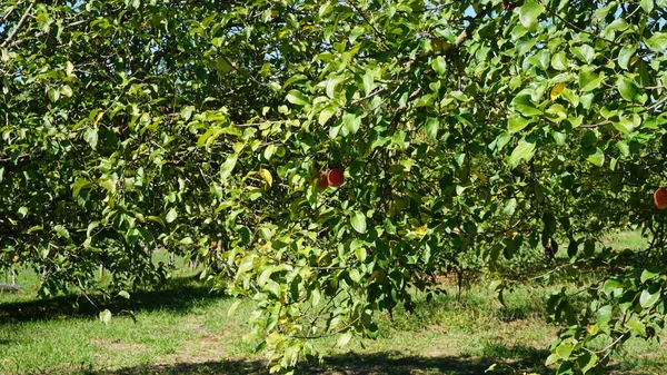 Pommier Aux Pommes Rouges Idiazabal Pays Basque — Photo