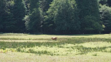 İspanya 'nın Bask Bölgesi' nde Bizkaia kentindeki Urkiola doğal parkında arka planda ağaçlarla bir çayırın ortasında bir inek.