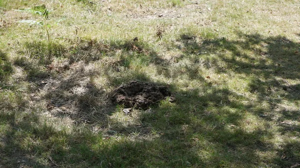 Excremento Vaca Sendero Del Parque Natural Urkiola Bizkaia País Vasco — Foto de Stock