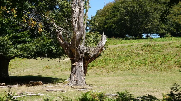 Trockener Stamm Einer Toten Kopfbuche Naturpark Urkiola Bizkaia Baskenland — Stockfoto