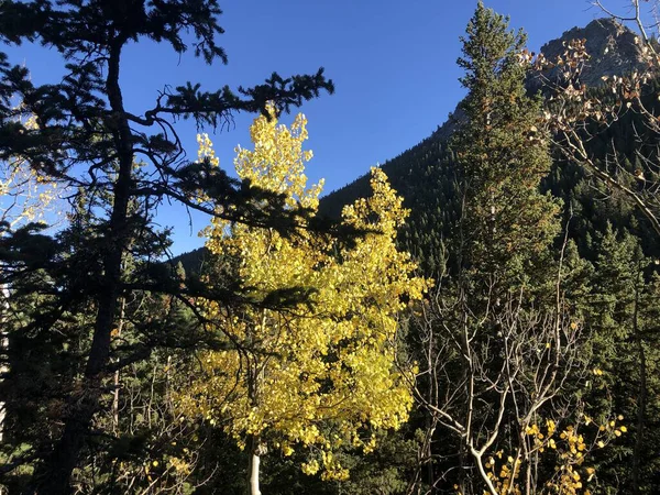 コロラド州ゴールデンゲートキャニオン州立公園の山の中に黄色のアスペンを持つ木々の色の風景 — ストック写真