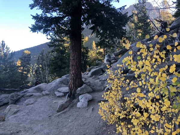 コロラド州ゴールデンゲートキャニオン州立公園の岩の間の松の木の幹 — ストック写真