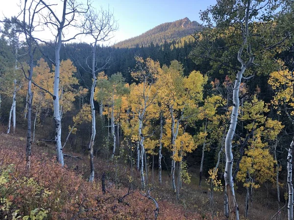 コロラド州ゴールデンゲートキャニオン州立公園にある黄色のアスペンと山の背景 — ストック写真