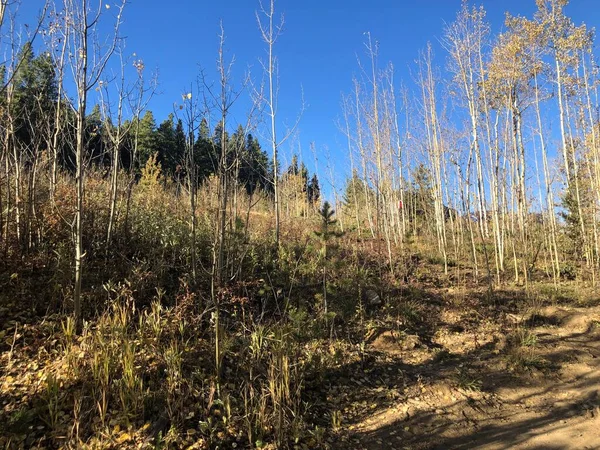 アメリカ コロラド州のゴールデンゲートキャニオン州立公園での落ち葉樹の背景 — ストック写真