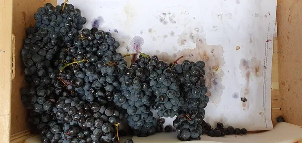 Pazarda Garnachas Üzümü Kümeleri — Stok fotoğraf