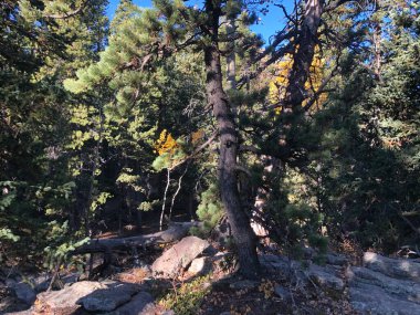 Golden Gate Eyalet Parkı 'nda sonbahar ağacı manzarası